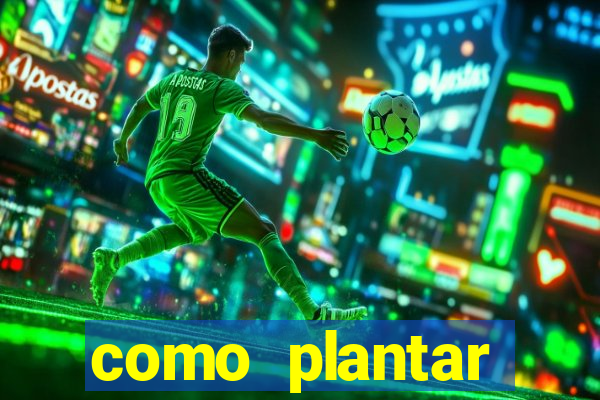 como plantar gergelim no vaso