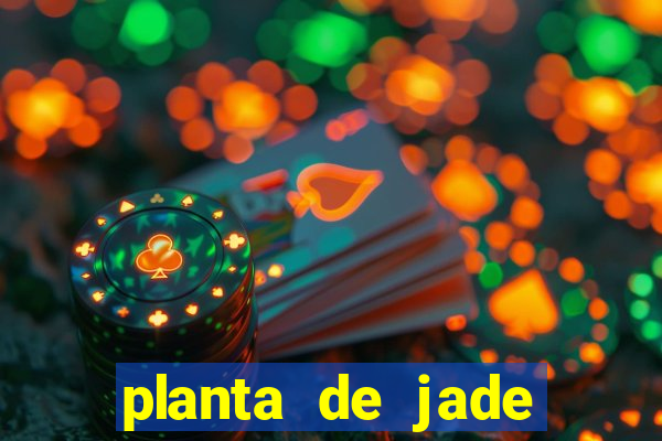 planta de jade significado espiritual