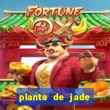 planta de jade significado espiritual