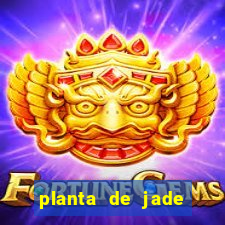 planta de jade significado espiritual